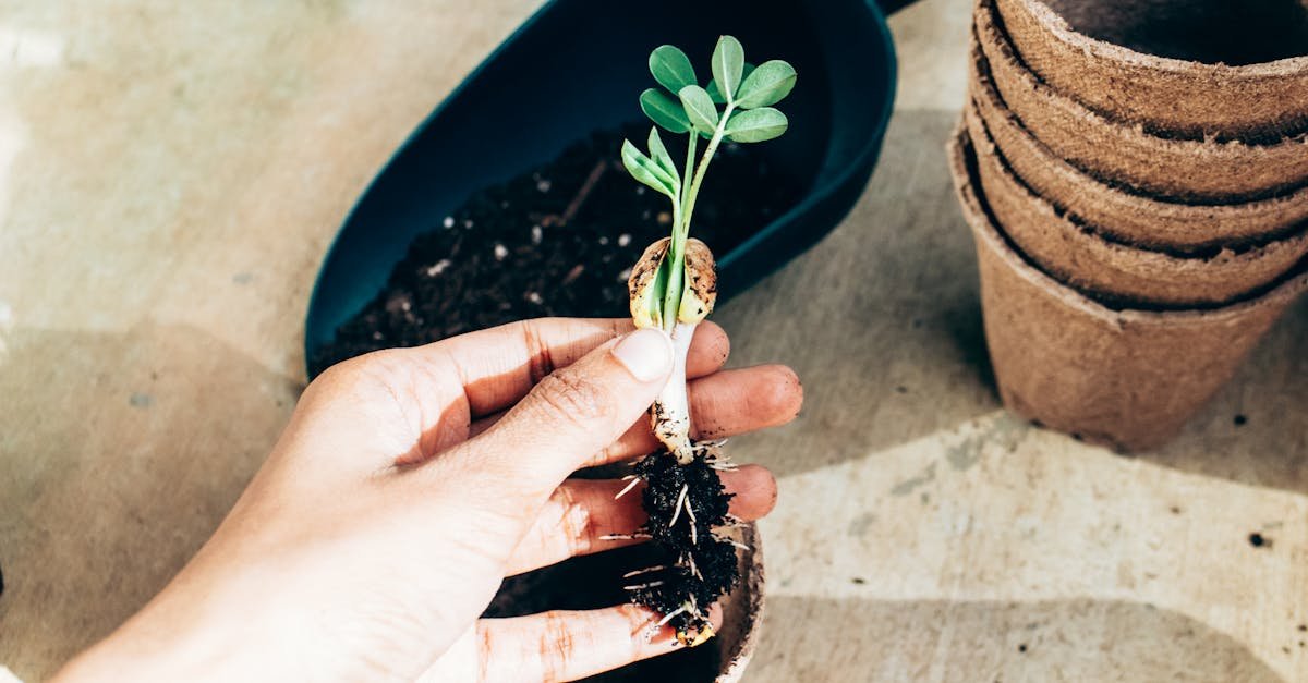 Organiczne vs. konwencjonalne: które sadzonki wybrać do zdrowego i plennego ogrodu?
