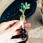 Organiczne vs. konwencjonalne: które sadzonki wybrać do zdrowego i plennego ogrodu?