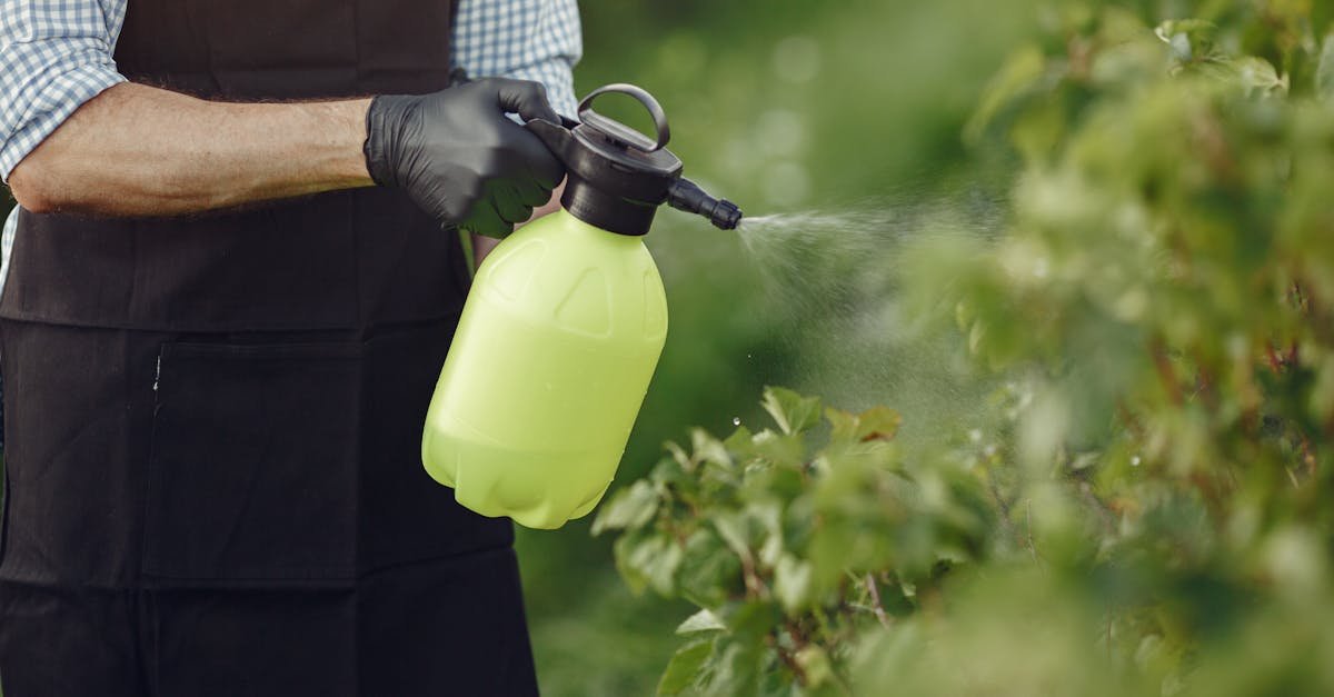 Bez chemii w ogrodzie: 11 domowych mikstur na szkodniki, które działają lepiej, niż myślisz