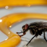 Bez chemii: 15 skutecznych, domowych sposobów na odstraszanie owadów